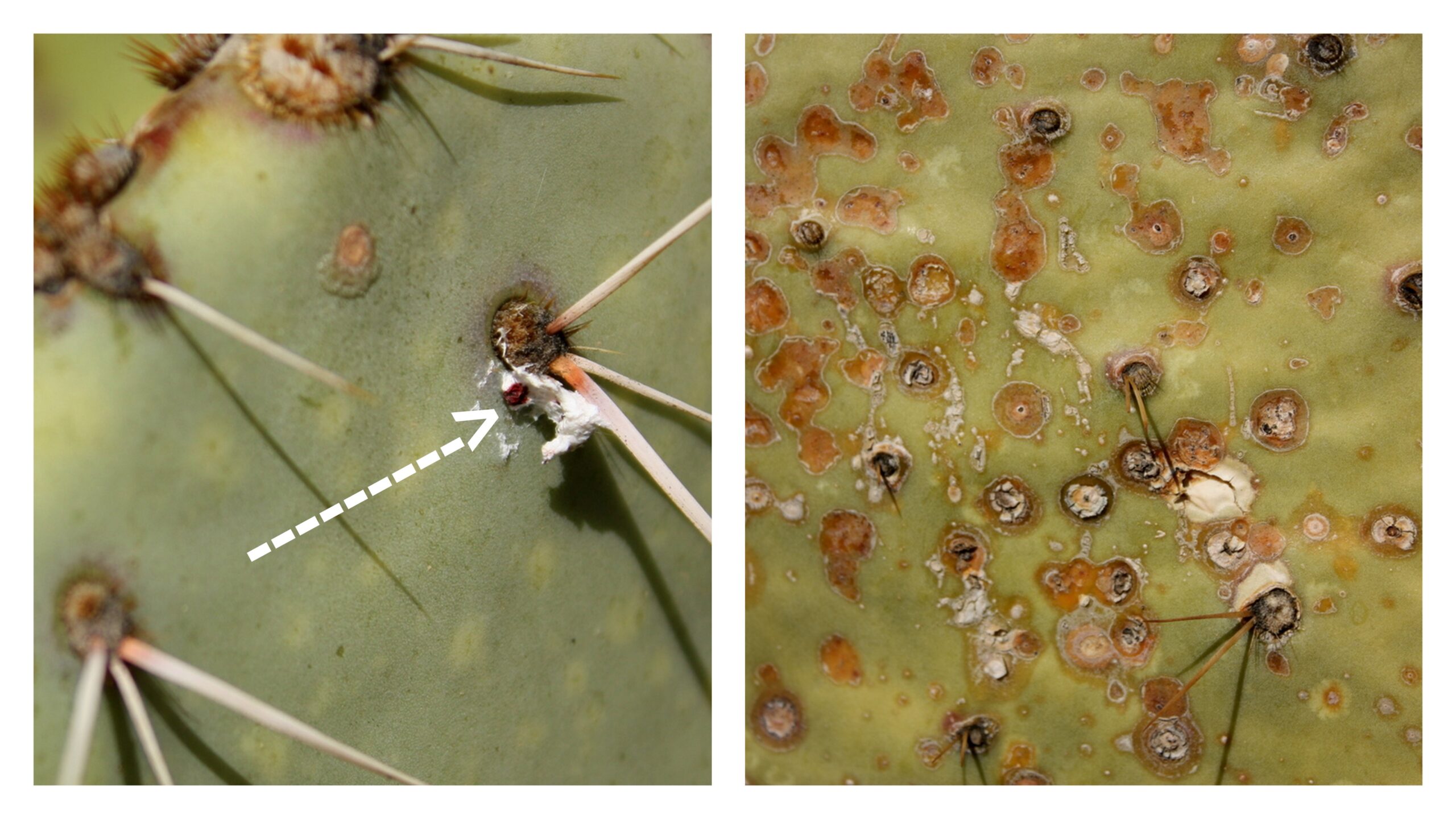 Cochineal scale insects on a prickly pear cactus pad.