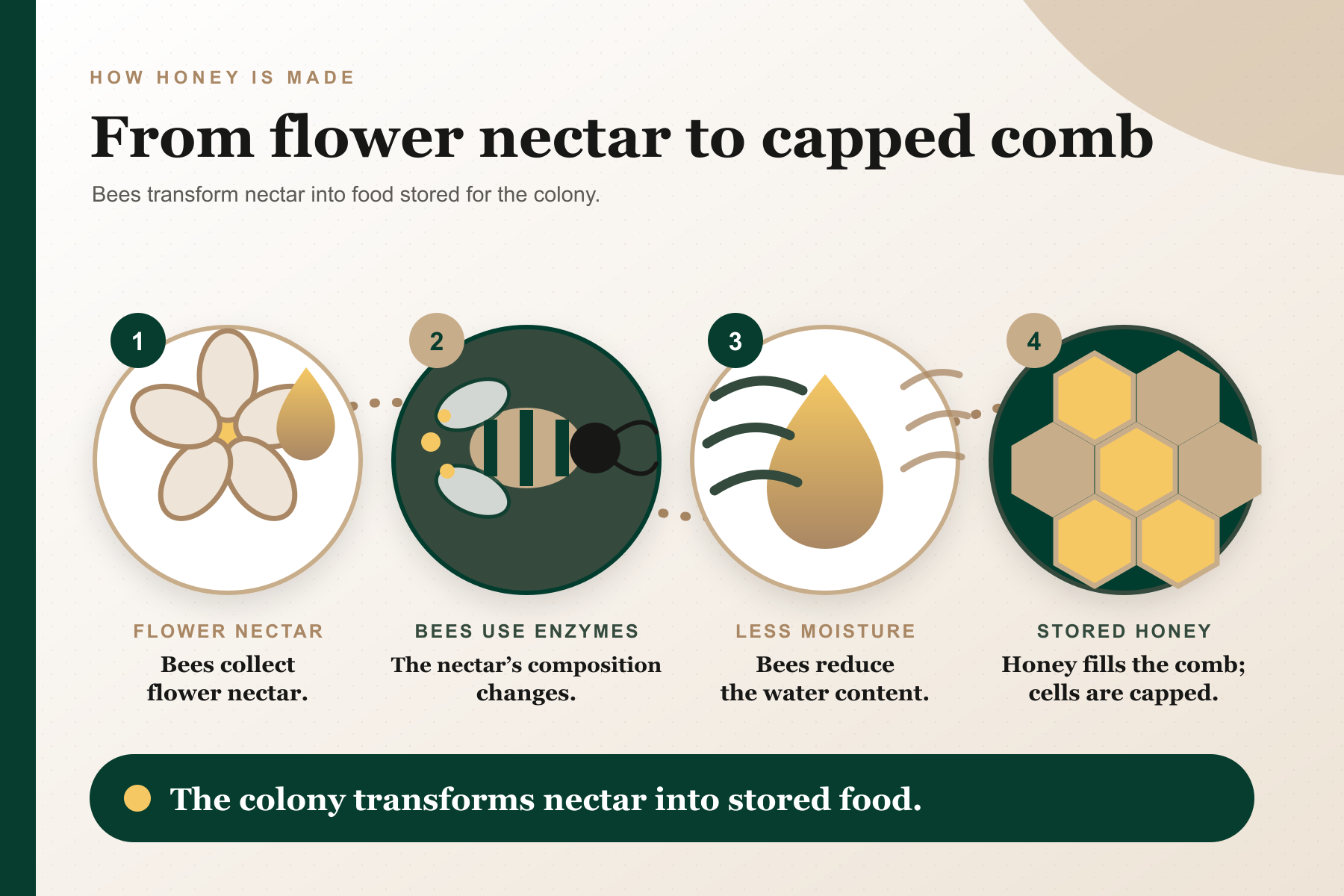Is honey vegan? Four-step diagram showing bees collecting flower nectar, changing it with enzymes, reducing its water content, and storing capped honey in comb.
