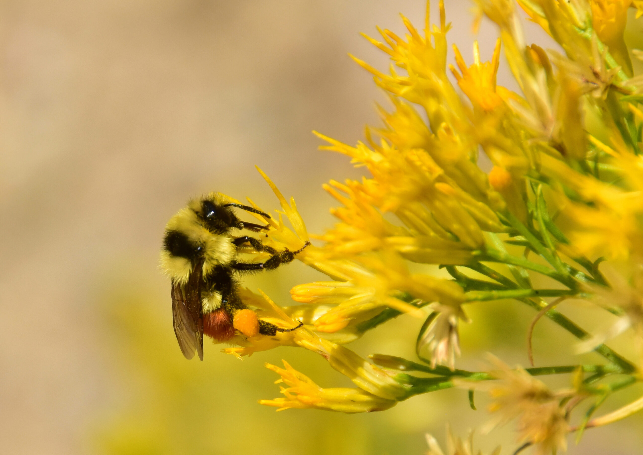 A Hunt's bumble bee feeding on yellow rubber rabbitbrush flowers.