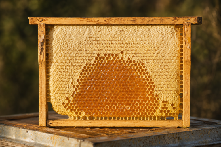 A wooden hive frame filled with pale capped beeswax surrounds an open central patch of amber honey in hexagonal comb cells.