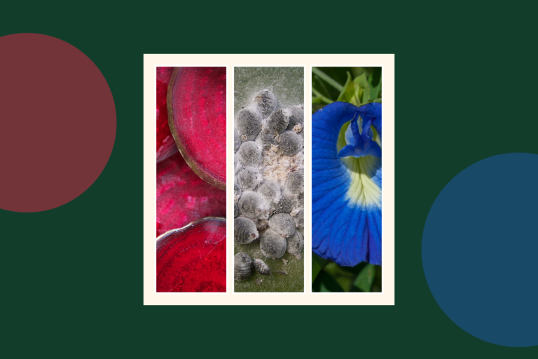 Three editorial panels show beet slices, cochineal scale insects, and a blue butterfly pea flower.