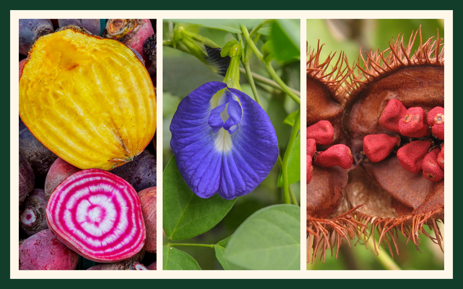 Beet, butterfly pea flower, and annatto shown as plant-derived food color sources.